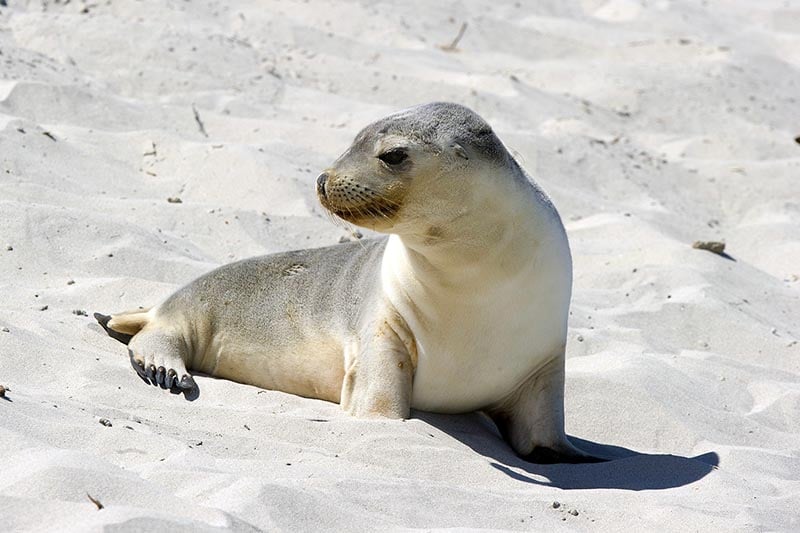 Kangaroo Island