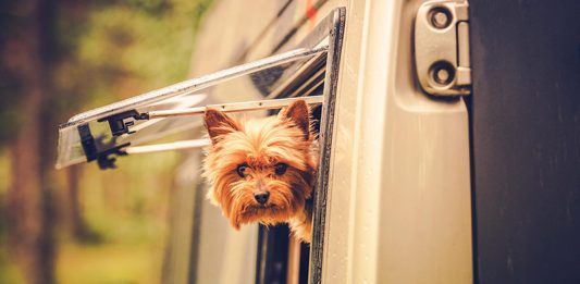 Dogs Welcome at Border Show border expo