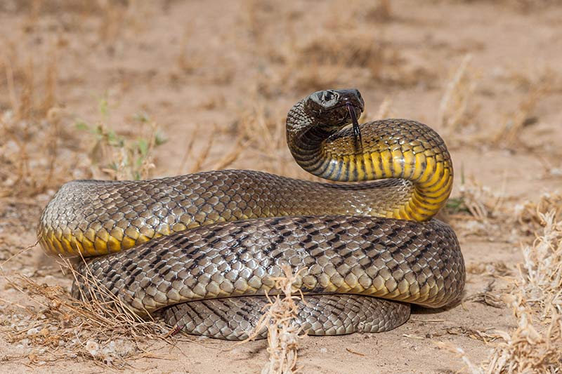 snake