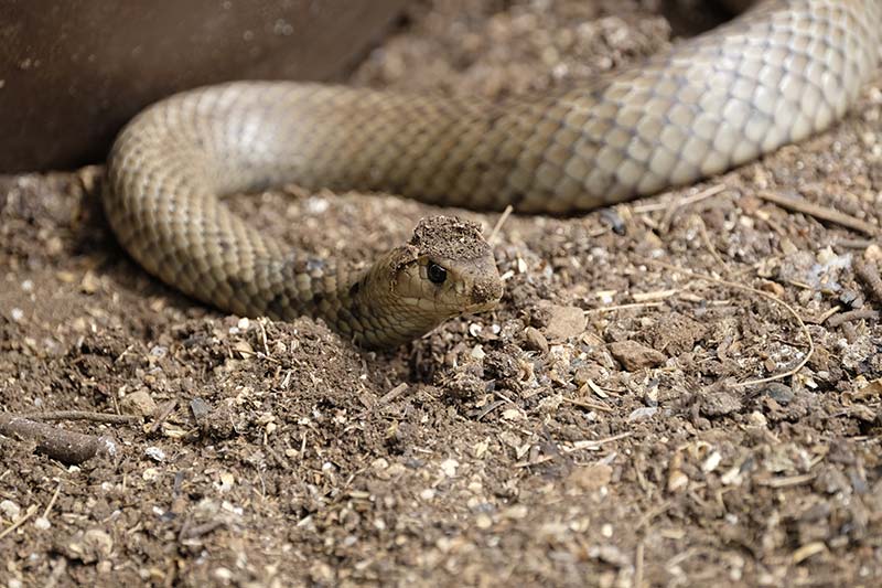 snake