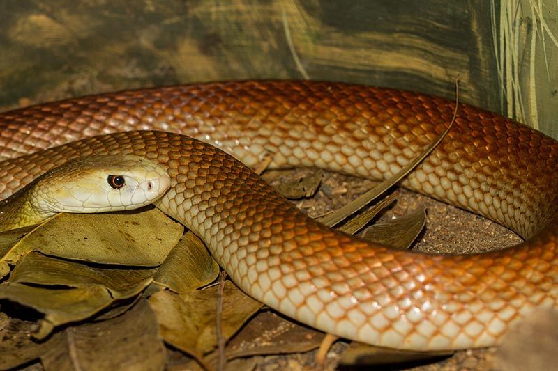 snake