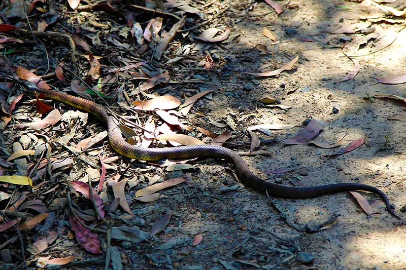 snake