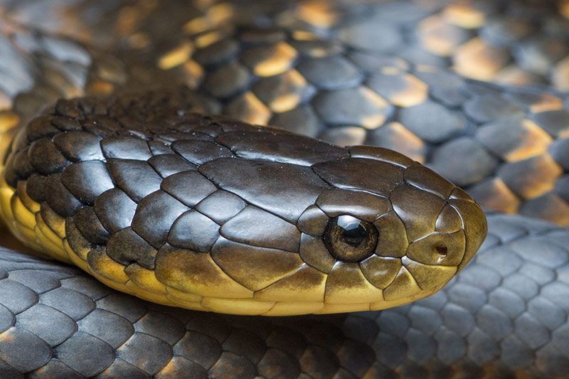 snake