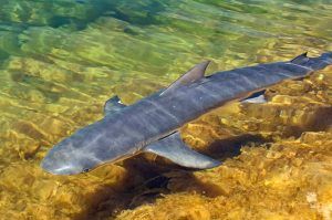 Francois Peron National Park