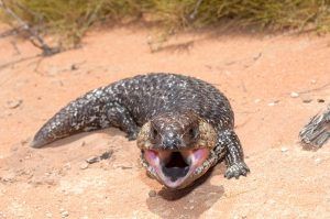 Francois Peron National Park