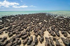 Francois Peron National Park