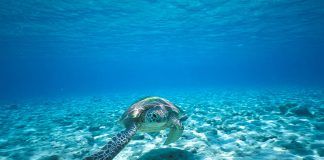 North Stradbroke Island