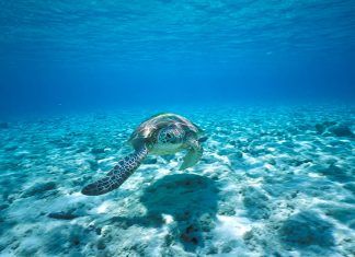 North Stradbroke Island