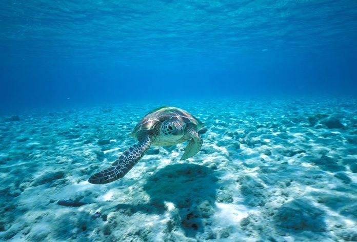 North Stradbroke Island