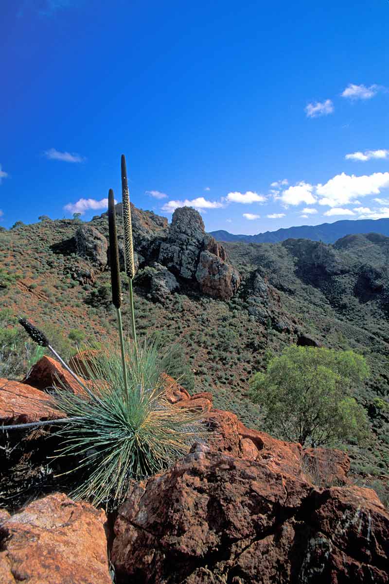 Flinders Ranges