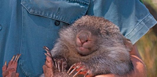 Australian Fires: Aiding Wildlife Australian fires