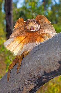 Litchfield National Park