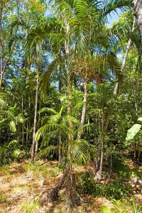 Litchfield National Park