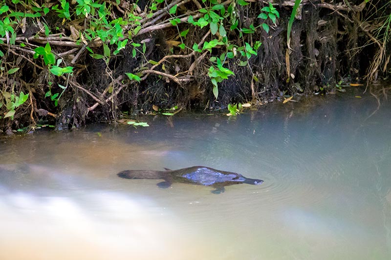 North Queensland