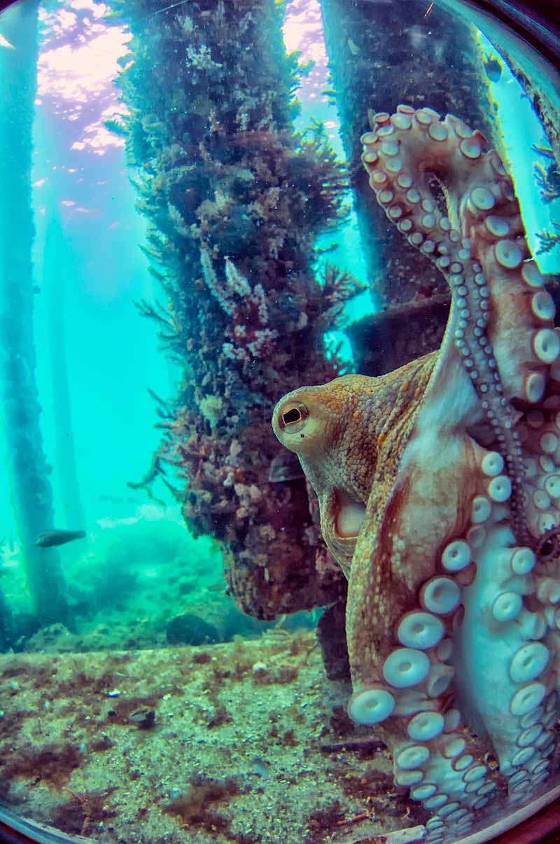 Western Australia