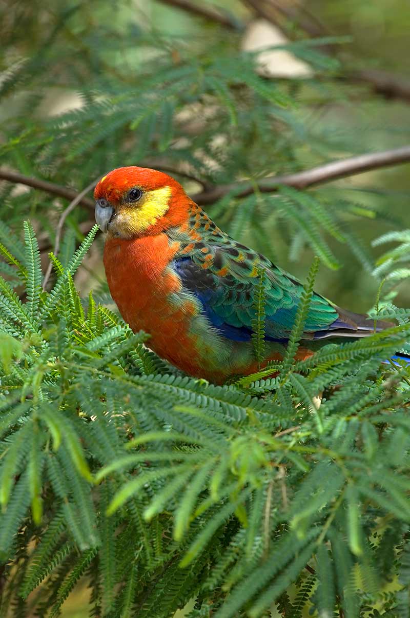 Karri Forest Explorer