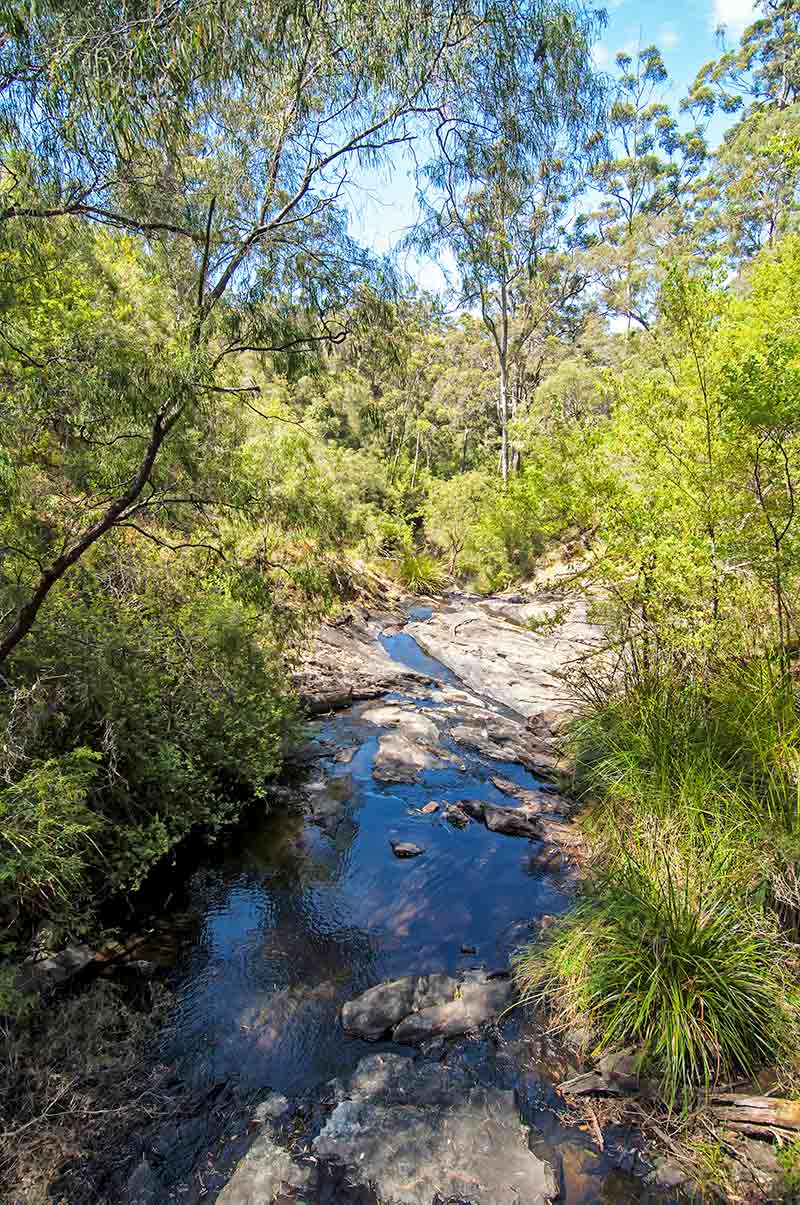 Karri Forest Explorer