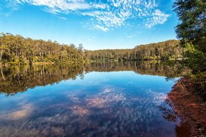 Karri Forest Explorer