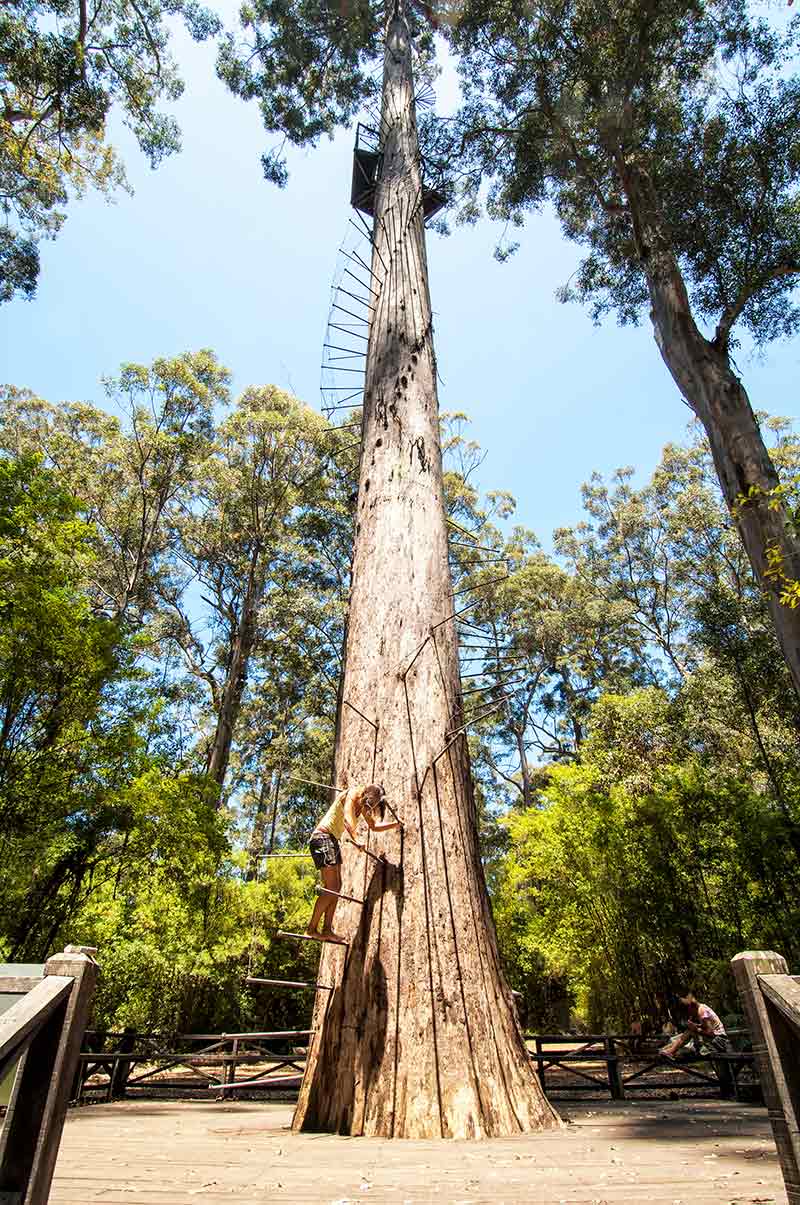 Karri Forest Explorer