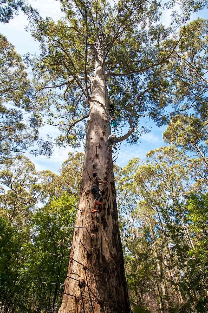 Karri Forest Explorer