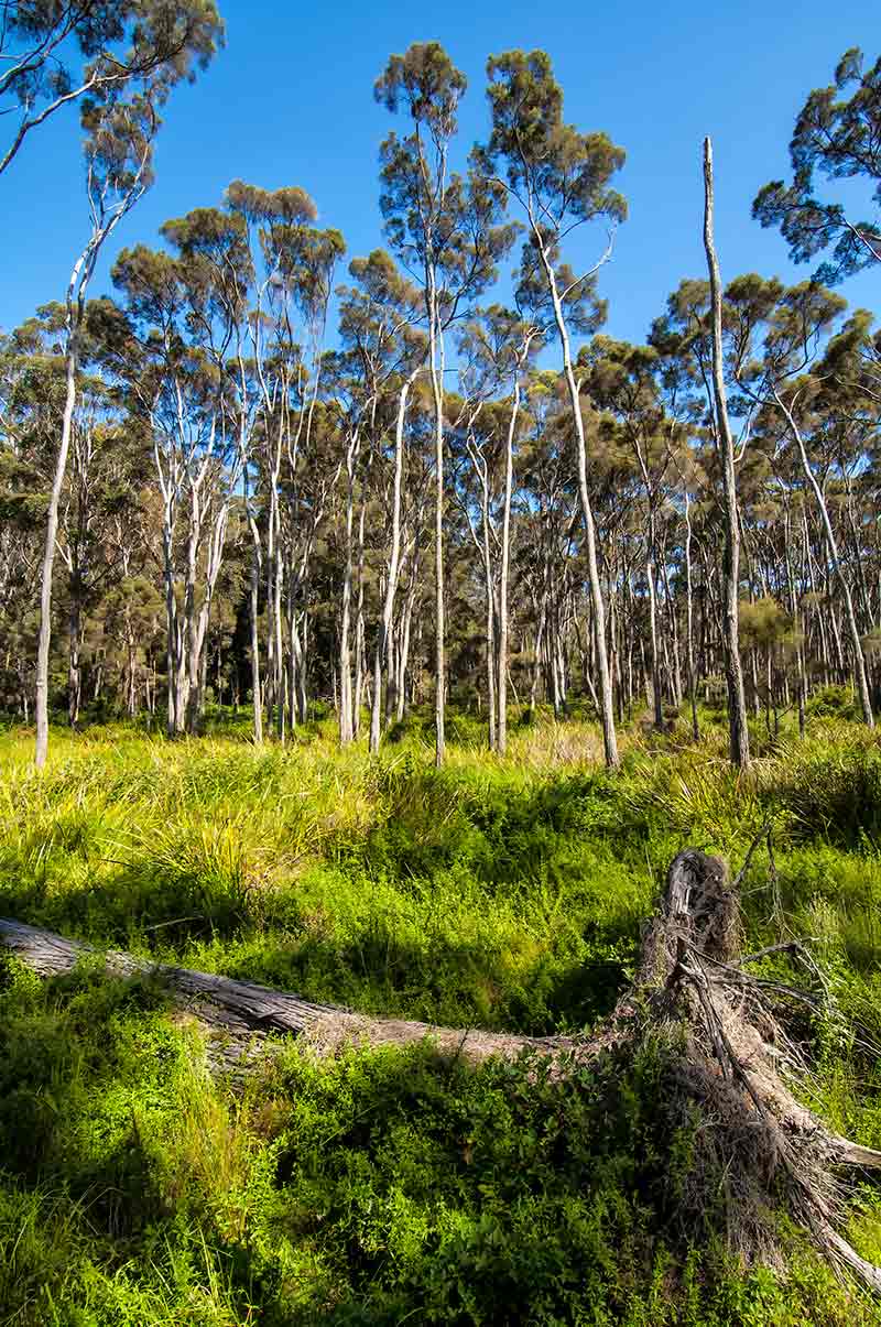 Karri Forest Explorer