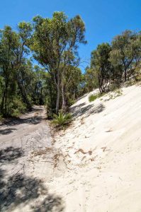 Karri Forest Explorer