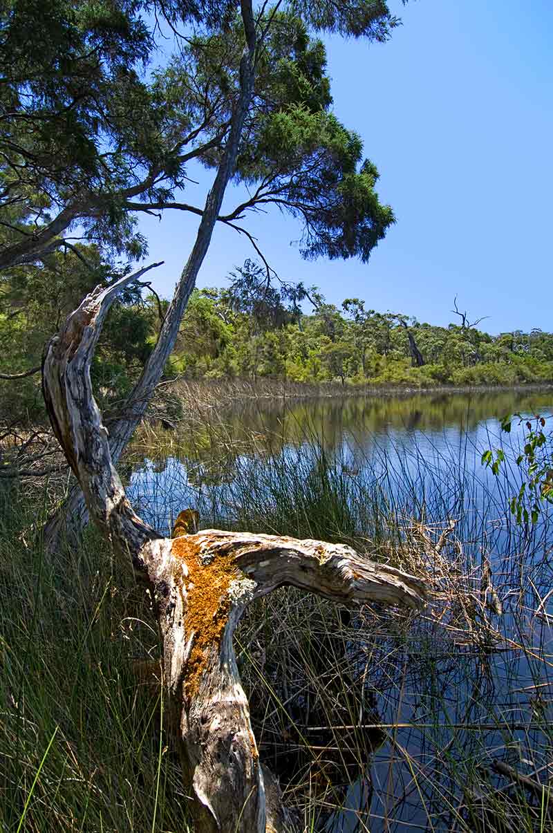 Karri Forest Explorer