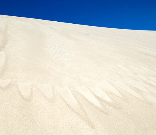 Karri Forest Explorer