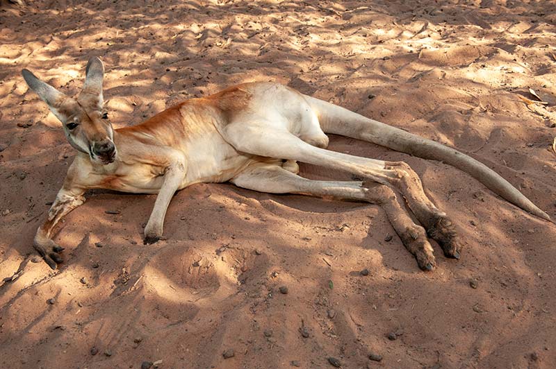 alice springs