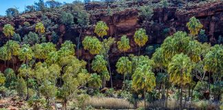 alice springs