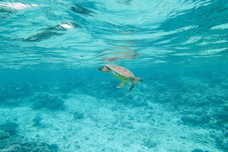 ningaloo