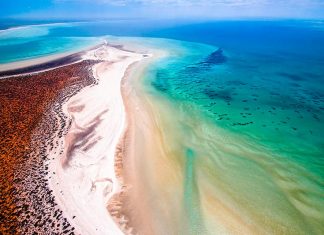 shark bay