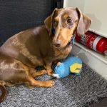 10 Life-Saving Tips When Caravanning caravanning